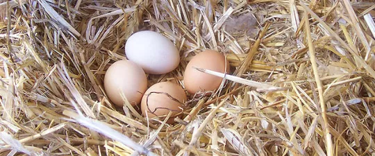 640px-chicken_egg