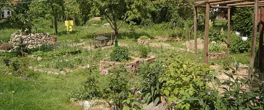 ppermaculture_garden.JPG
