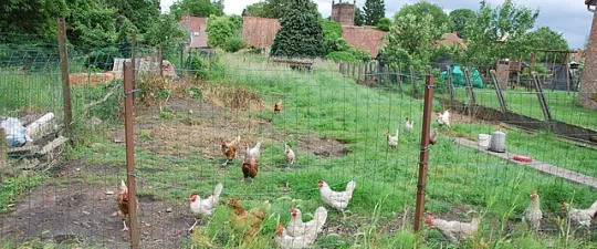 poules_d-estinnes_02.JPG