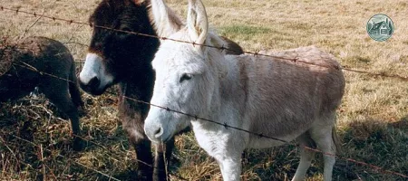 miniature_donkeys.jpg