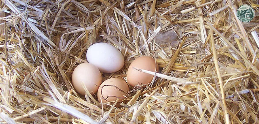 640px-chicken_egg