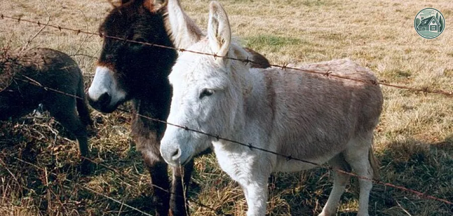 miniature_donkeys.jpg